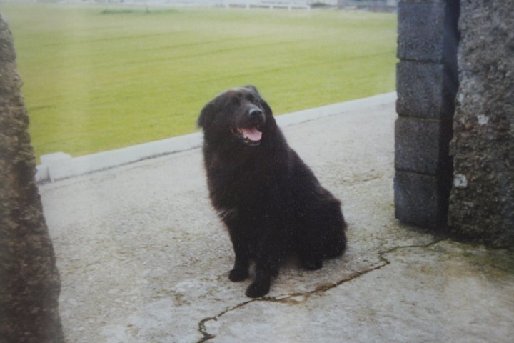 My dog